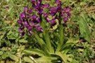 Anacamptis morio